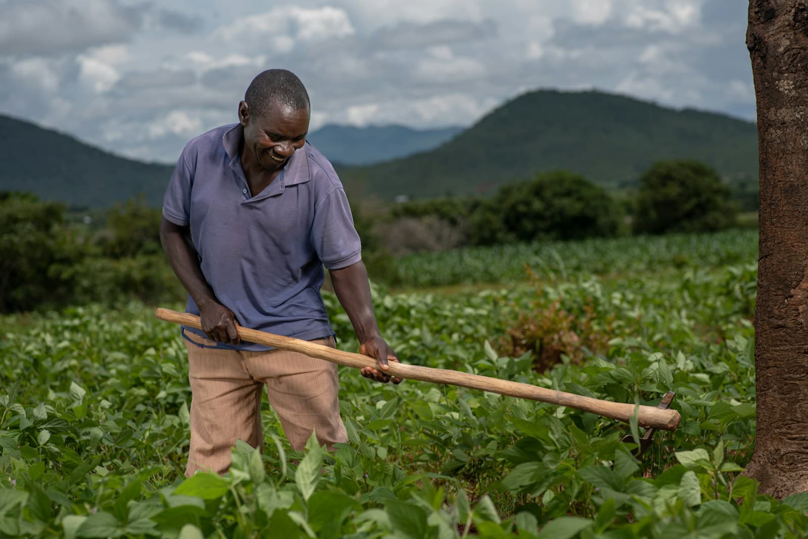 Farmer working in a field of green crops