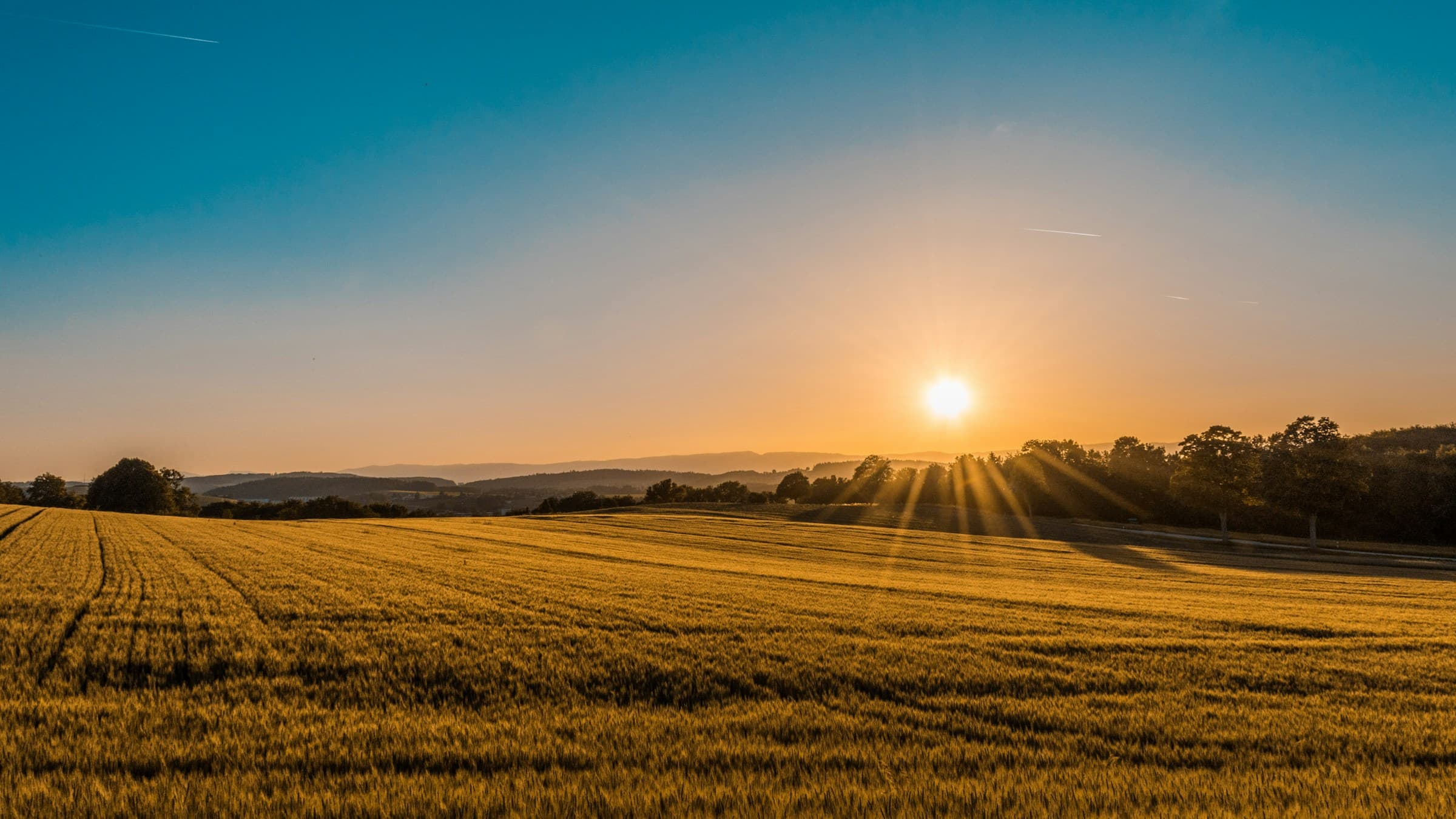 Golden crop fields at harvest